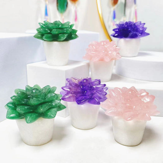 Crystal succulent plants