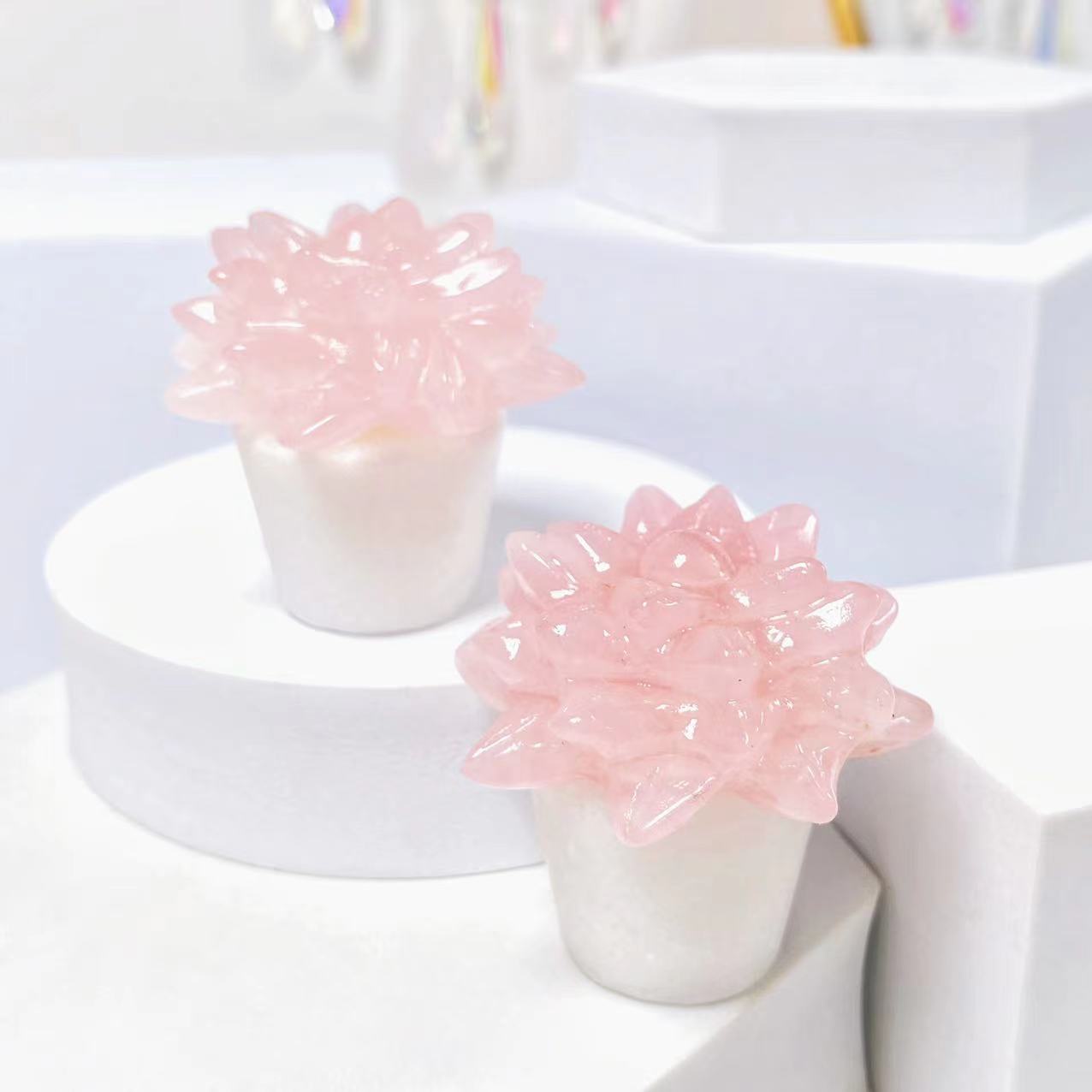 Crystal succulent plants