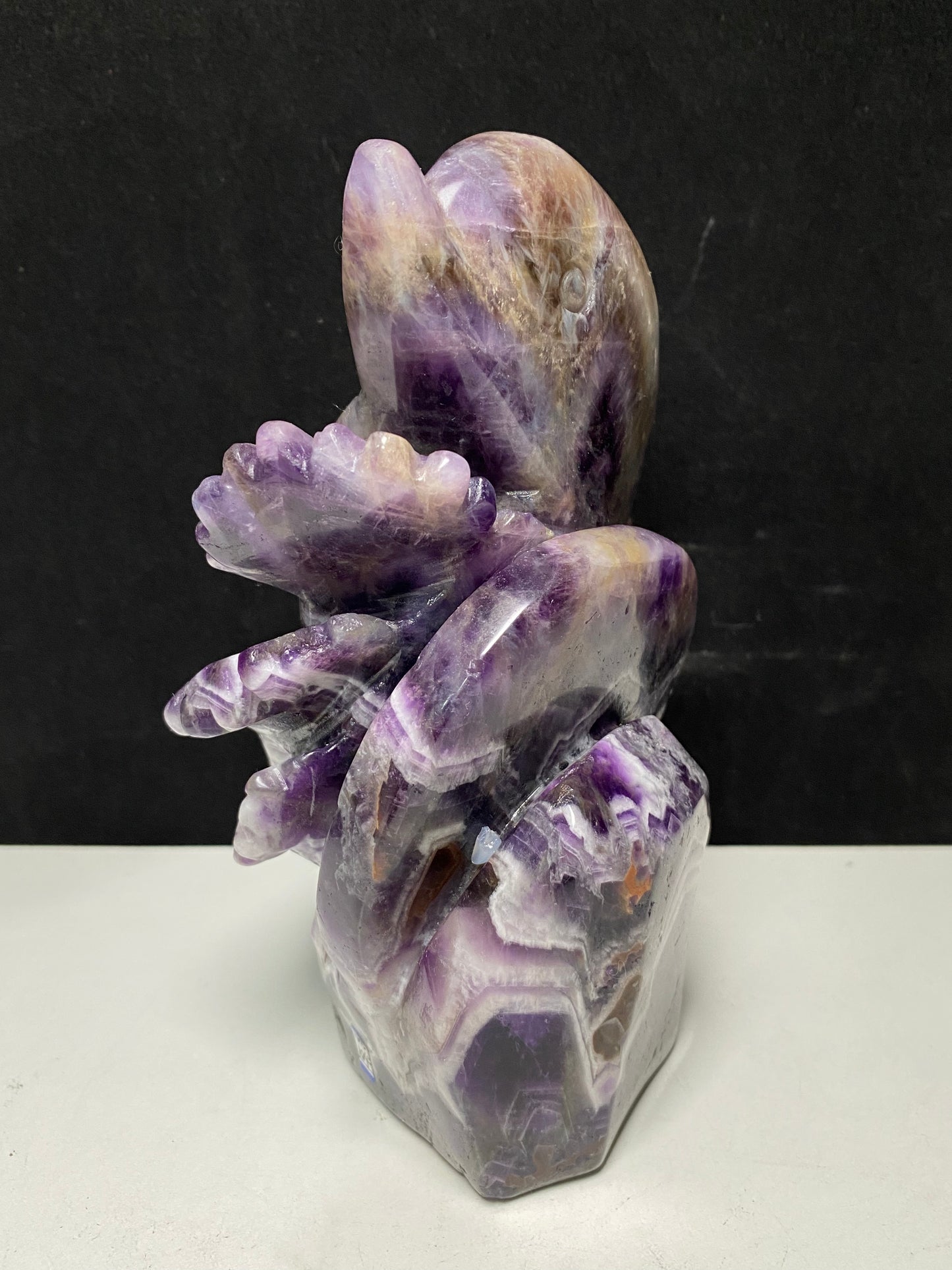 104-Amethyst shark #1603g